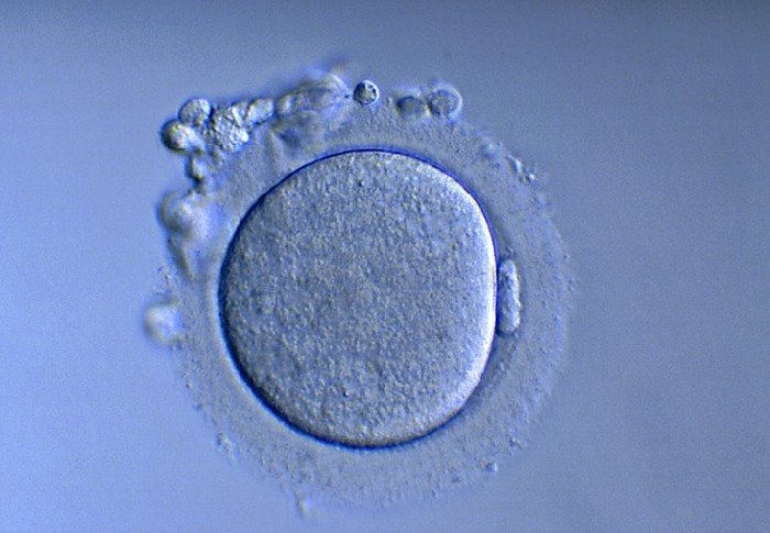 Un nouveau test embryologique permettrait d’augmenter de 75% les chances de réussite d’une Fécondation in vitro (FIV).